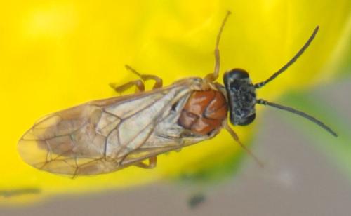 Réf. 321 954 : Periclista albida
